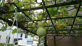 IMG_20160901_131603_