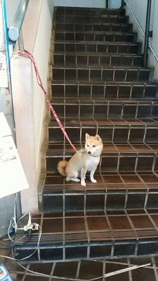 inu